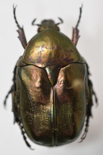 Potosia fieberi